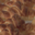 La Pompadour. Croissants