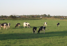 Ferme du  Loeb