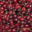 Ferme Boetsch Wolf. Cerises
