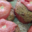 Boucherie Courtinat. Tomates farcies