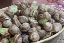 Boucherie De Bas En Basset. Escargots