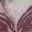 Boucherie Pascal. Boeuf des alpes maritimes