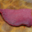 Boucherie Marcel. Steak