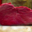 Boucherie Marcel. Rumsteak