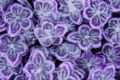 bonbon acidulés saveur violette. forme fleur