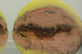 foie gras , figues macérées à l' Armagnac et noix du Périgord