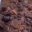 Rognons de boeuf