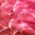 Boucherie De La Tour. Echine de porc