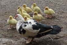 Ferme De Catbru