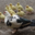 Ferme De Catbru