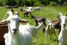 Ferme De Catbru
