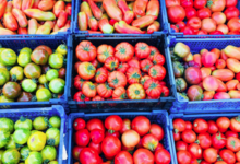 Maison Argentain. tomates