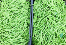 Maison Argentain. haricot vert