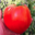 Maison Argentain. tomate coeur de boeuf