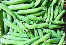 Maison Argentain. petit pois