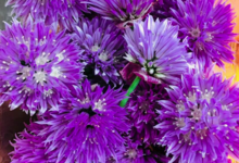 fleur de ciboulette du jardin