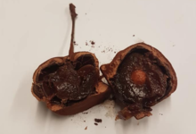 Chocolat Illèné. Cerise en chocolat