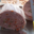 Charcuterie Traiteur DU GOL