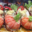 Charcuterie Haas. Demi langouste garnie