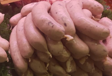 Charcuterie Maison Castet. Boudin blanc trompette des morts