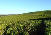 Champagne De Venoge