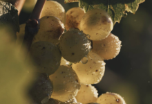 Champagne Besserat Bellefon