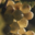 Champagne Besserat Bellefon
