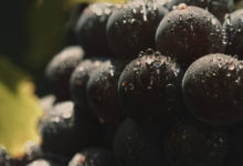 Champagne Besserat Bellefon