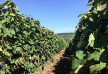 Champagne Esterlin