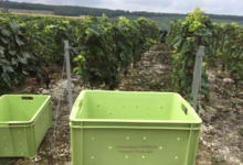 Champagne Esterlin