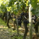 Domaine des Chalonges