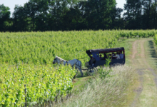 Domaine de Sainte-Anne