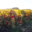 Domaine De Salvert