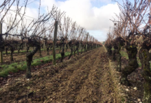 Domaine De Salvert