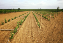 Domaine De Salvert