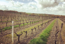 Domaine De Salvert