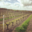 Domaine De Salvert