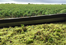 Domaine De Salvert