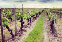 Domaine De Salvert