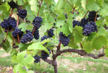 Domaine Leduc Frouin. La Seigneurie
