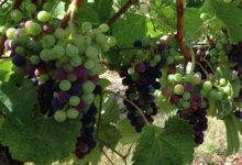Domaine Leduc Frouin. La Seigneurie