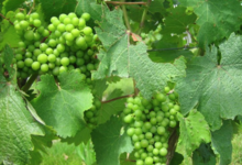 Domaine Leduc Frouin. La Seigneurie
