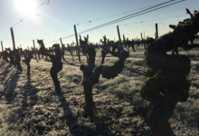 Domaine Leduc Frouin. La Seigneurie
