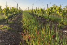 Domaine de Chantemerle, Trémont