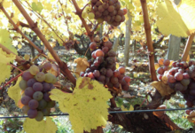 Vignoble Dessèvre - Domaine de Gatines