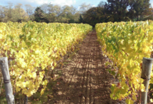 Vignoble Dessèvre - Domaine de Gatines