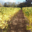 Vignoble Dessèvre - Domaine de Gatines