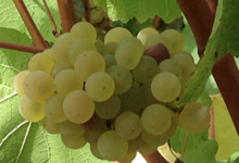 Vignoble Dessèvre - Domaine de Gatines