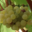 Vignoble Dessèvre - Domaine de Gatines