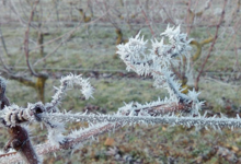 Vignoble Dessèvre - Domaine de Gatines